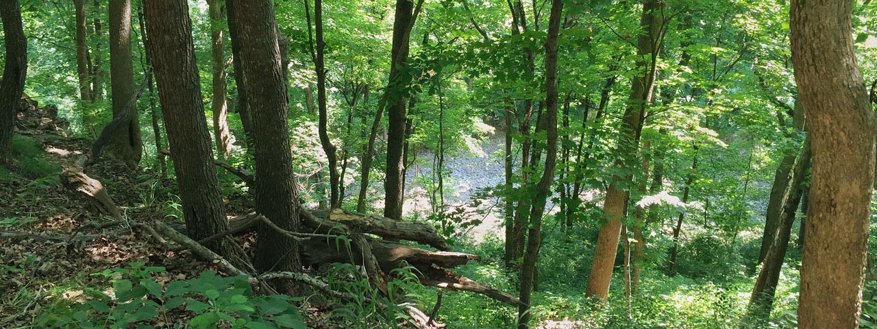 Gans Creek Wilderness Trail