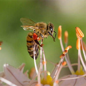 Bee eating the nectar of flowers